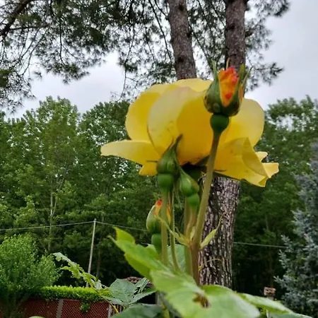 Da Leone * Palazzolo dello Stella